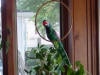 Green parrot on wooden frame